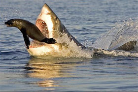 Los animales más peligrosos (1): el tiburón blanco