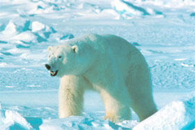 Los animales más peligrosos (7): el oso polar